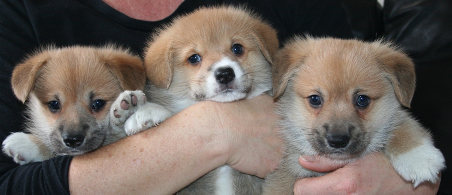 Puppies
